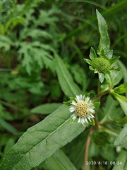 Eclipta prostrata