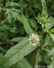 Eclipta prostrata