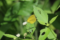 Pyrisitia dina