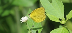 Pyrisitia dina