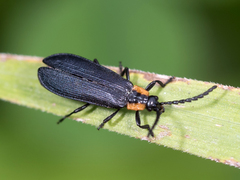 Calochromus perfacetus