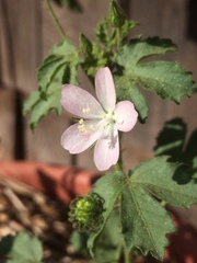 Pavonia zeylanica