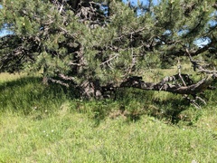 Pinus nigra pallasiana