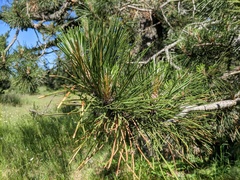 Pinus nigra pallasiana