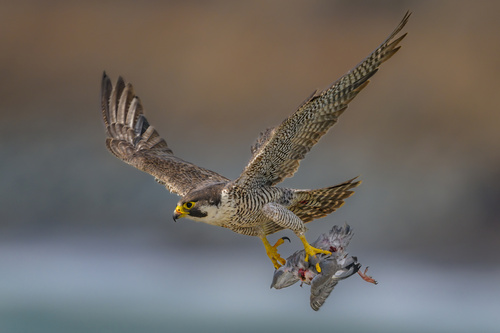 Falco peregrinus