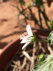 Pavonia zeylanica