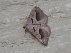 Digrammia subminiata