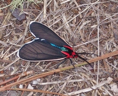 Ctenucha multifaria