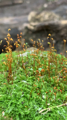 Bryopsida