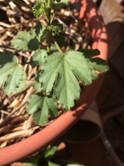 Pavonia zeylanica