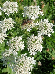 Dolichovespula media