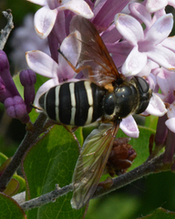 Sericomyia nigra