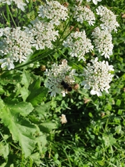 Dolichovespula media