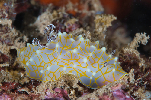 Gold Lace Nudibranch