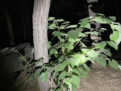Tilia miqueliana