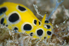 Phyllidia polkadotsa