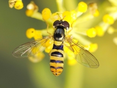 Sphaerophoria rueppellii