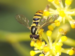 Sphaerophoria rueppellii