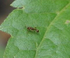 Tetramorium bicarinatum