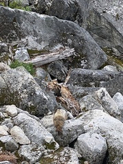 Marmota