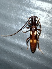 Heterachthes quadrimaculatus