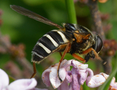 Sericomyia nigra