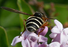 Sericomyia nigra