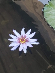 Nymphaea elegans