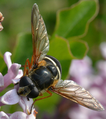 Sericomyia nigra