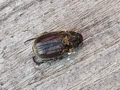 Amphimallon altaicum