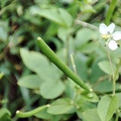 Cleome aculeata