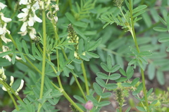 Astragalus williamsii