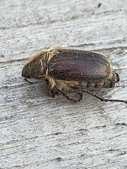 Amphimallon altaicum