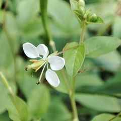 Cleome aculeata