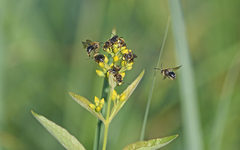 Macropis europaea