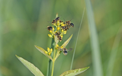 Macropis europaea
