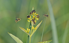 Macropis europaea