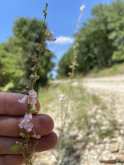 Desmodium sessilifolium