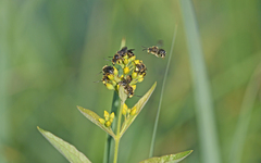 Macropis europaea