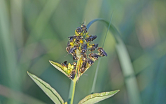 Macropis europaea