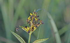 Macropis europaea