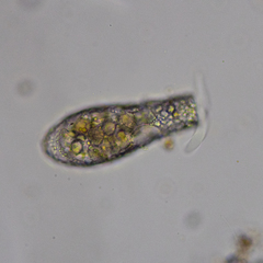 Cylindrifflugia lanceolata