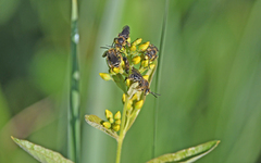 Macropis europaea