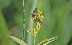 Macropis europaea
