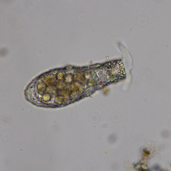 Cylindrifflugia lanceolata