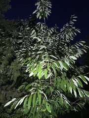 Quercus variabilis