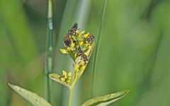 Macropis europaea