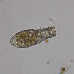 Cylindrifflugia lanceolata