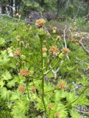 Cacaliopsis nardosmia