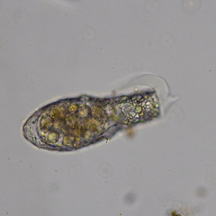 Cylindrifflugia lanceolata